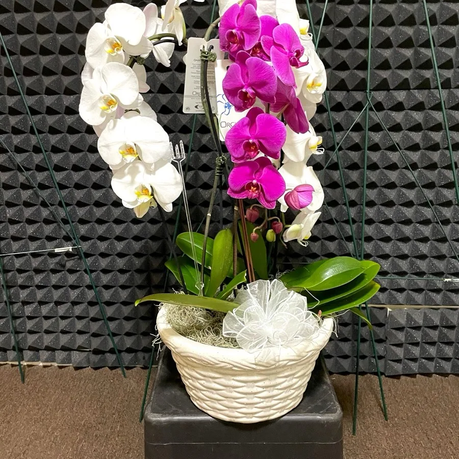 White lily sympathy arrangement